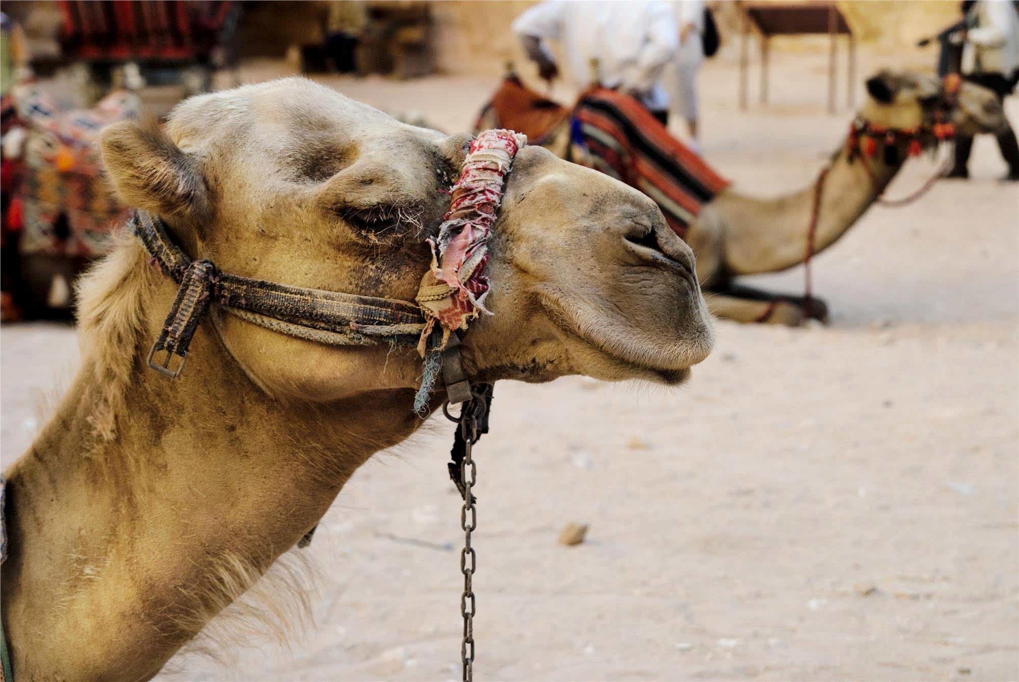 Camel Fight Photo Tours Camel Fight Photo Tours