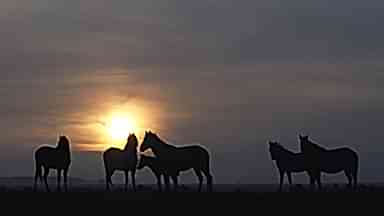 Wild and Yilki Horses Photo Tours Wild and Yilki Horses Photo Tours